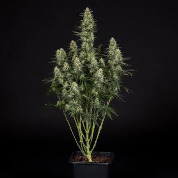 Samen 3x Punch Pie feminisiert Royalqueenseeds